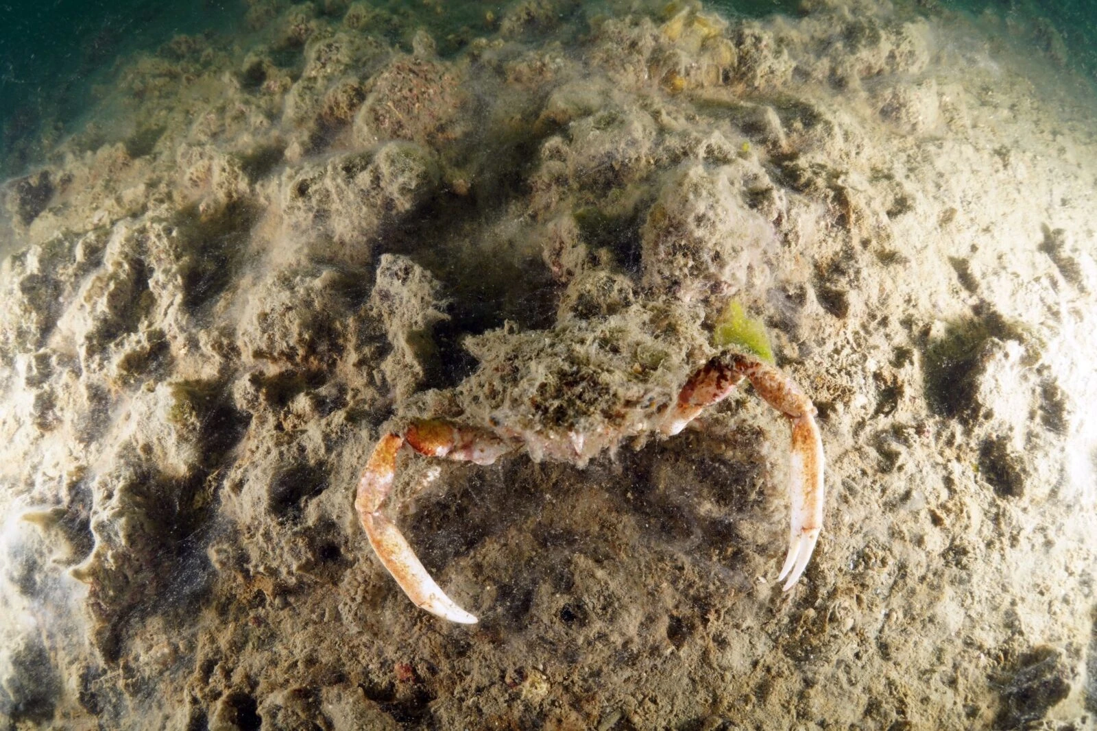 Underwater footage shows devastating toll of mucilage on Türkiye's marine ecosystem