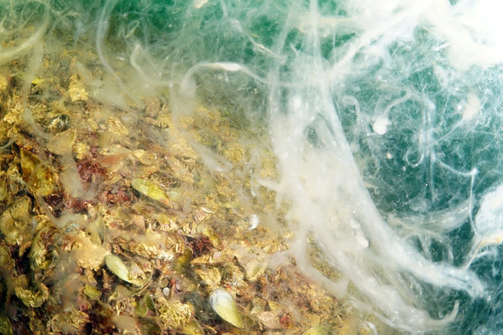 Underwater view showing the effects of mucilage on the marine ecosystem near Buyukada and Sivriada, Istanbul, Türkiye.