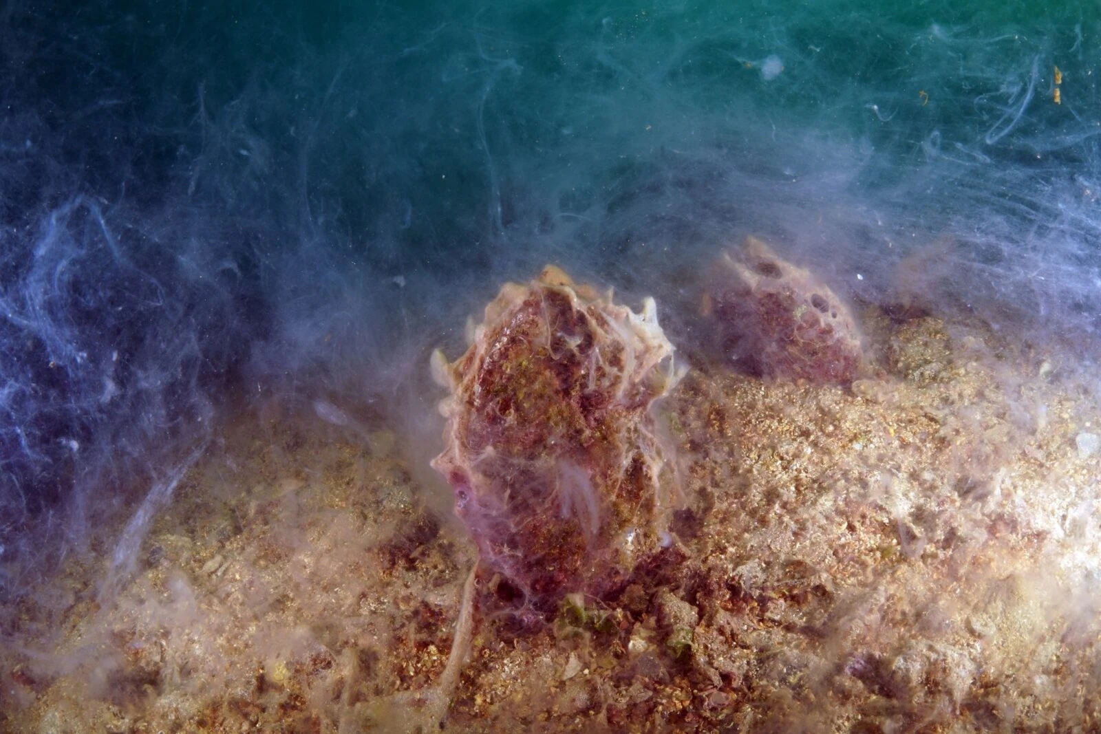 Underwater view showing the effects of mucilage on the marine ecosystem near Buyukada and Sivriada, Istanbul, Türkiye.