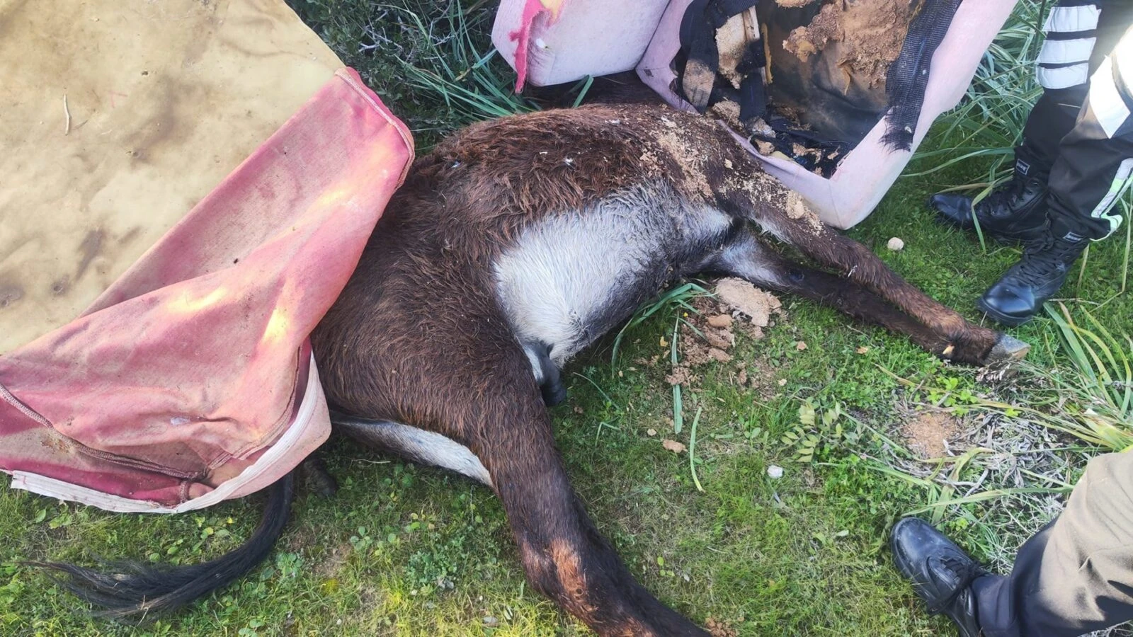 A wild donkey from the Karpas Peninsula, Turkish Cyprus, among the 14 killed by poaching.