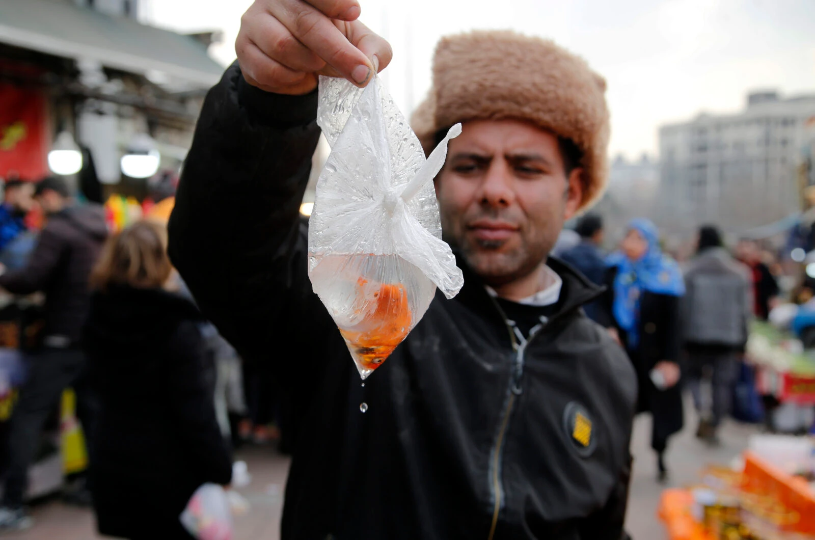 Goldfish symbolizing life, water, and new beginnings during Nowruz in Iran, with concerns over improper care affecting their survival.