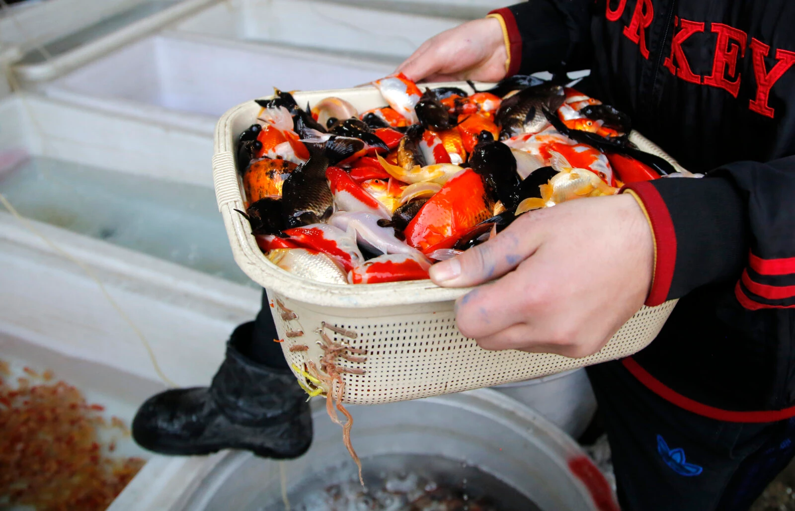 Goldfish symbolizing life, water, and new beginnings during Nowruz in Iran, with concerns over improper care affecting their survival.