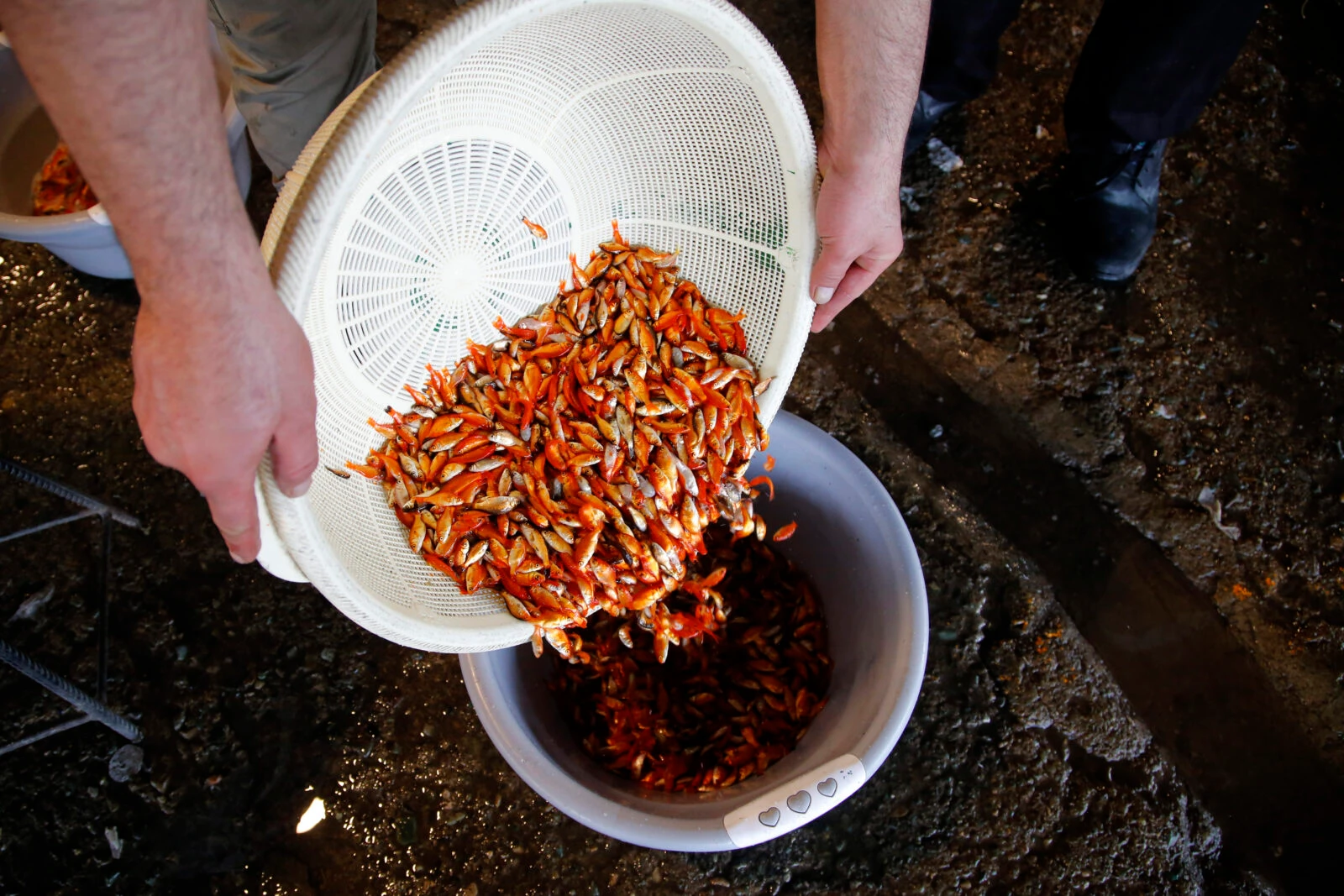 Goldfish symbolizing life, water, and new beginnings during Nowruz in Iran, with concerns over improper care affecting their survival.