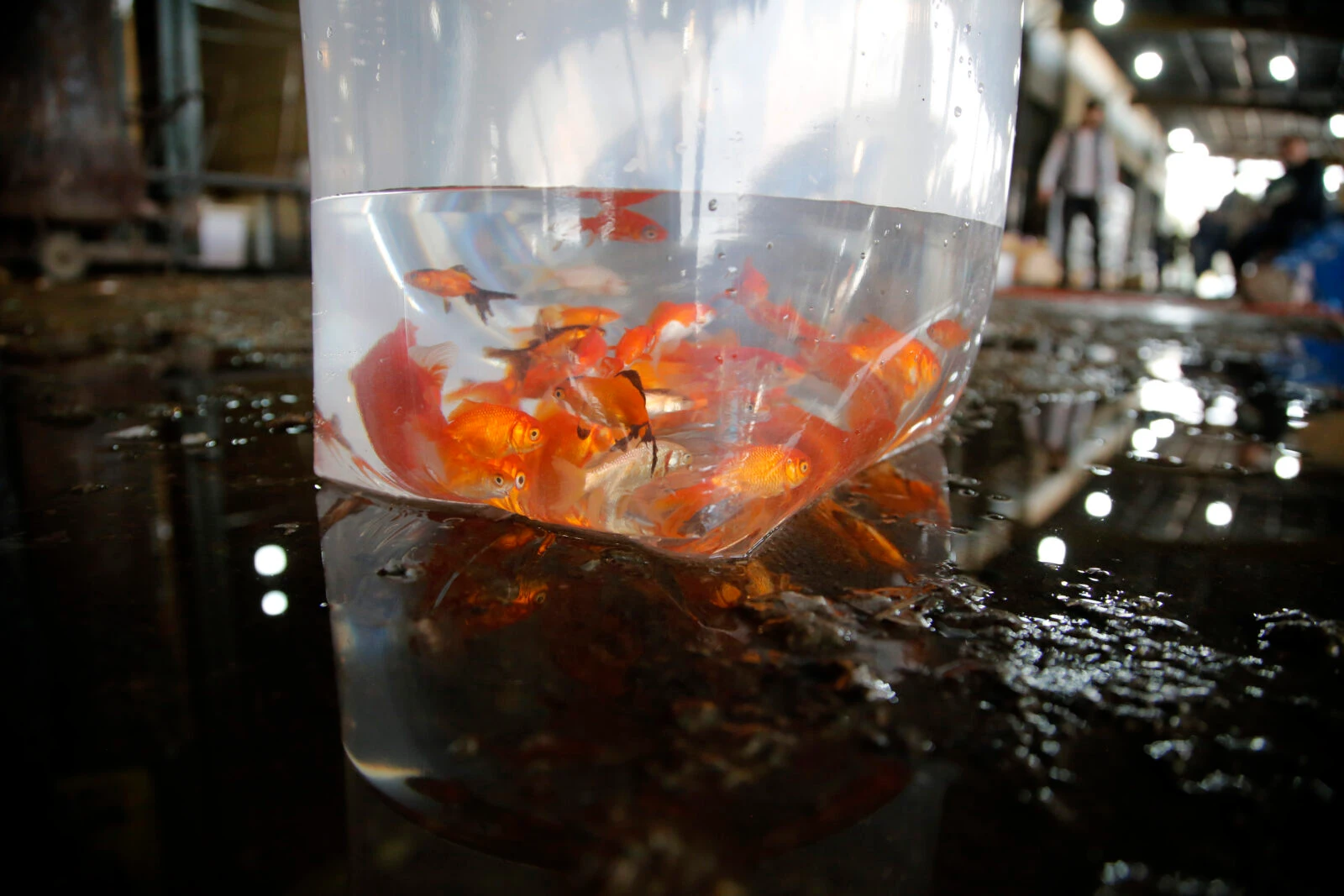 Goldfish symbolizing life, water, and new beginnings during Nowruz in Iran, with concerns over improper care affecting their survival.