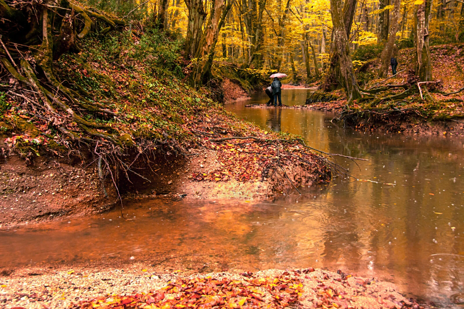 A serene autumn scene in Igneada’s Longoz Forests, with golden foliage, a shallow stream, and a person holding an umbrella while standing on a small island in the water.