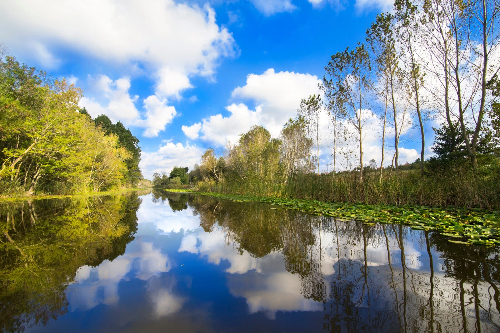 A serene view of the Acarlar Floodplain Forest, featuring calm reflective waters, lush greenery, and a bright blue sky with scattered clouds.