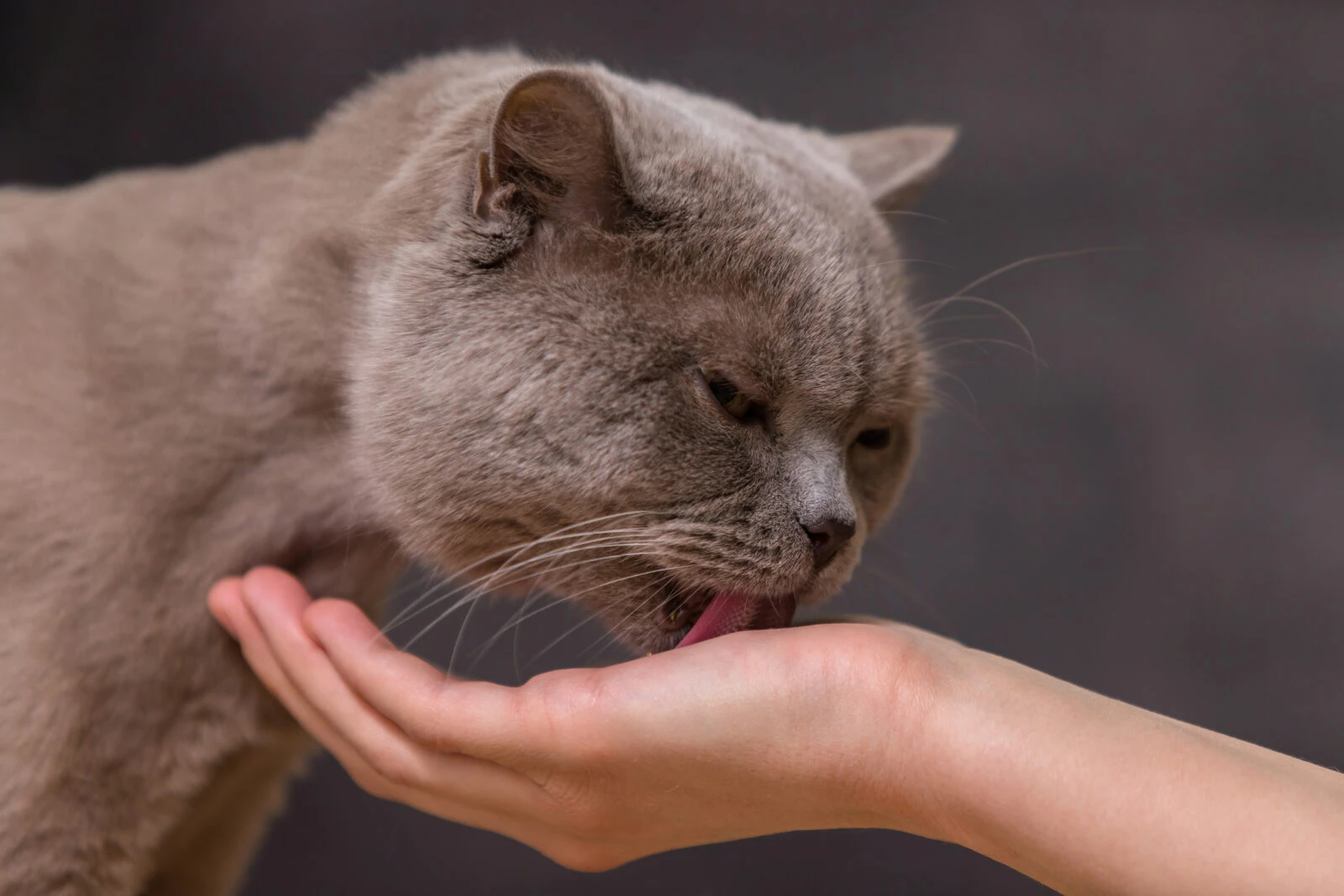 Cat licking its owner's palm, a gentle pet interaction.