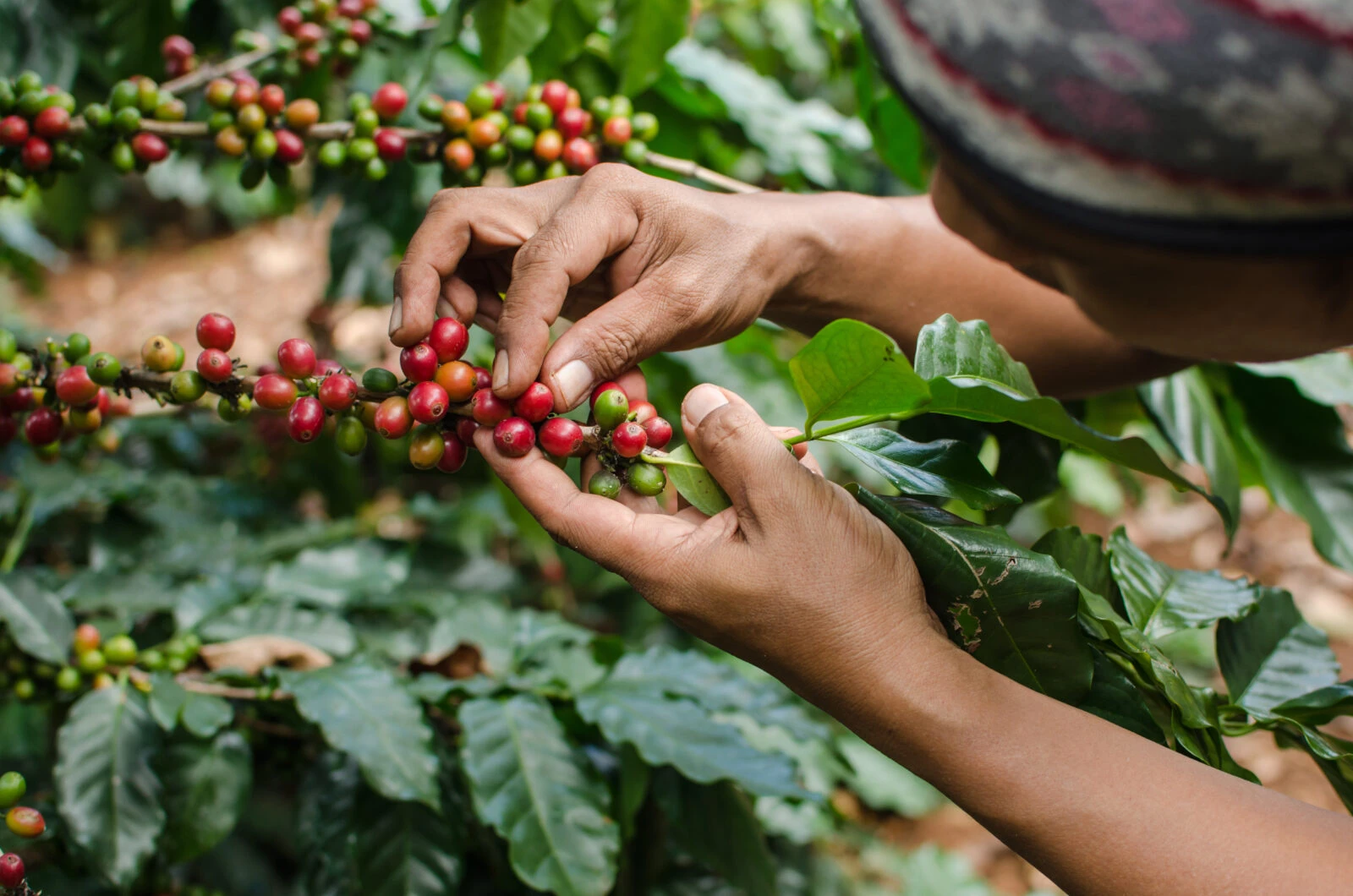 A close-up of a farmer's hands harvesting ripe red coffee cherries