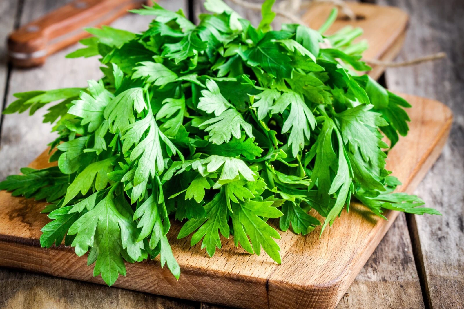 Fresh organic parsley in a close-up view.